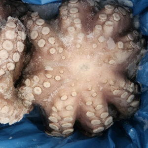 Poulpe entier – T2