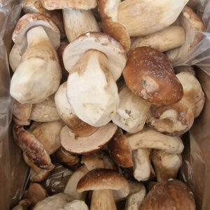 Champignons bolets - C1