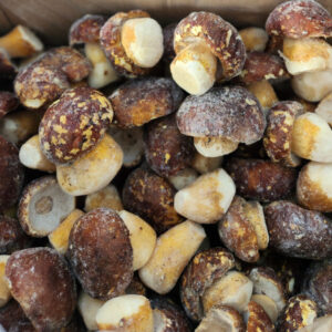 Champignons bolets - C1